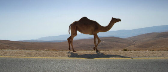 Diário de um Dromedário