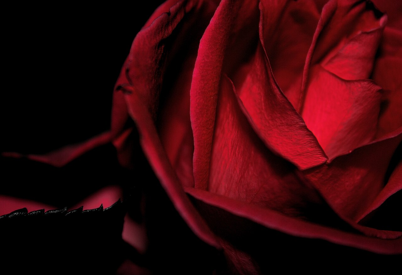 Rosa vermelha